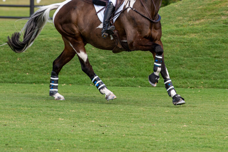 Cornelia DorrSir Patico MH